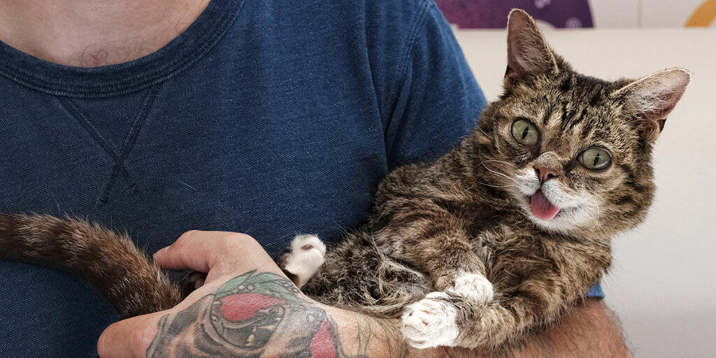 So süss: Die Katze Lil Bub auf dem Arm ihres Besitzers bei einer Katzenschau in in Pasadena (USA). So süss: Die Katze Lil Bub auf dem Arm ihres Besitzers bei einer Katzenschau in in Pasadena (USA).