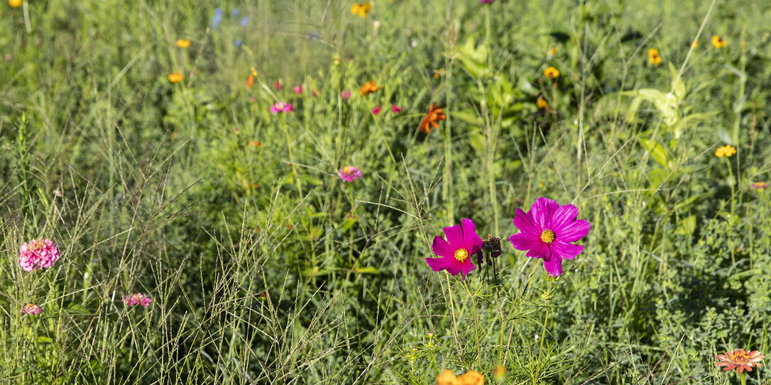 Blumenwiese Blumenwiese