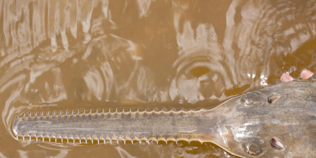 Weibliche Sägerochen wie dieses Exemplar in der Charlotte Harbor-Bucht in Florida können Junge auch ohne Sex zur Welt bringen Weibliche Sägerochen wie dieses Exemplar in der Charlotte Harbor-Bucht in Florida können Junge auch ohne Sex zur Welt bringen
