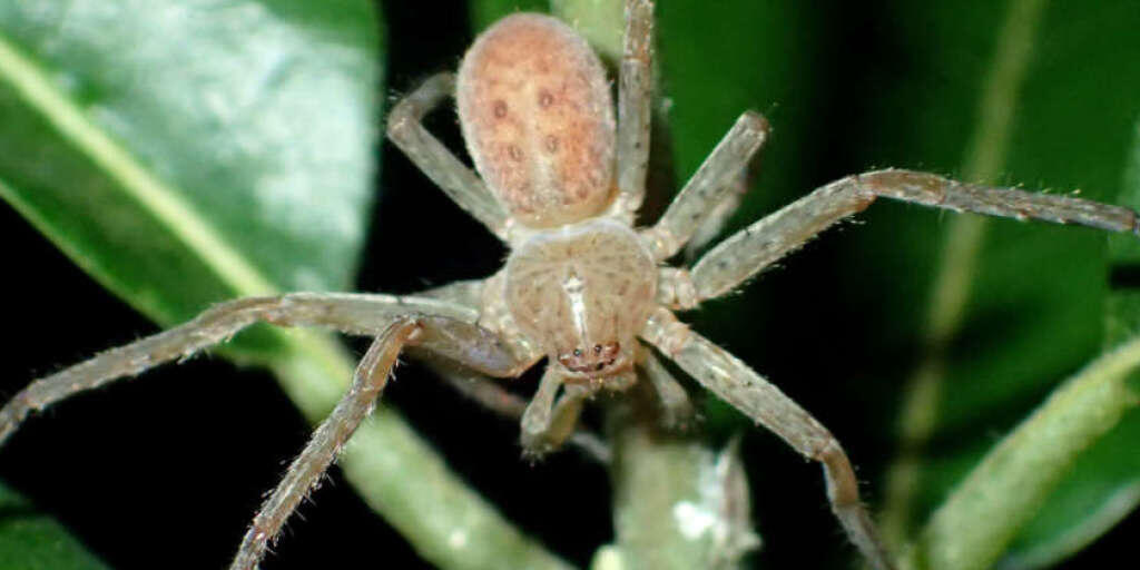 Eine Spinne der Gattung Riesenkrabbenspinne hat den Namen Thunberga greta bekommen. Möglicherweise hätte die Klimaschutz-Ikone es vorgezogen, dass ein Singvogel oder ein Clownfisch nach ihr benannt würde. (Archivbild) Eine Spinne der Gattung Riesenkrabbenspinne hat den Namen Thunberga greta bekommen. Möglicherweise hätte die Klimaschutz-Ikone es vorgezogen, dass ein Singvogel oder ein Clownfisch nach ihr benannt würde. (Archivbild)