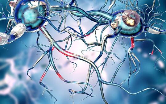 Mutiertes Huntingtin, erkennbar am langen Glutamin-Schwanz, der zur Zusammenlagerung des Huntingtins in den Gehirnzellen f&uuml;hrt und diese zerst&ouml;rt. (EPFL)