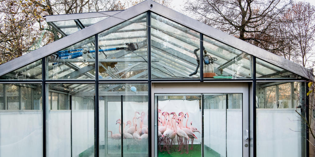 Für dieses Bild von notgedrungen zusammengepferchten Flamingos im Berner Tierpark Dälhölzli wird Anthony Anex mit dem diesjährigen Swiss Press Photo-Preis in der Kategorie Aktualität ausgezeichnet.