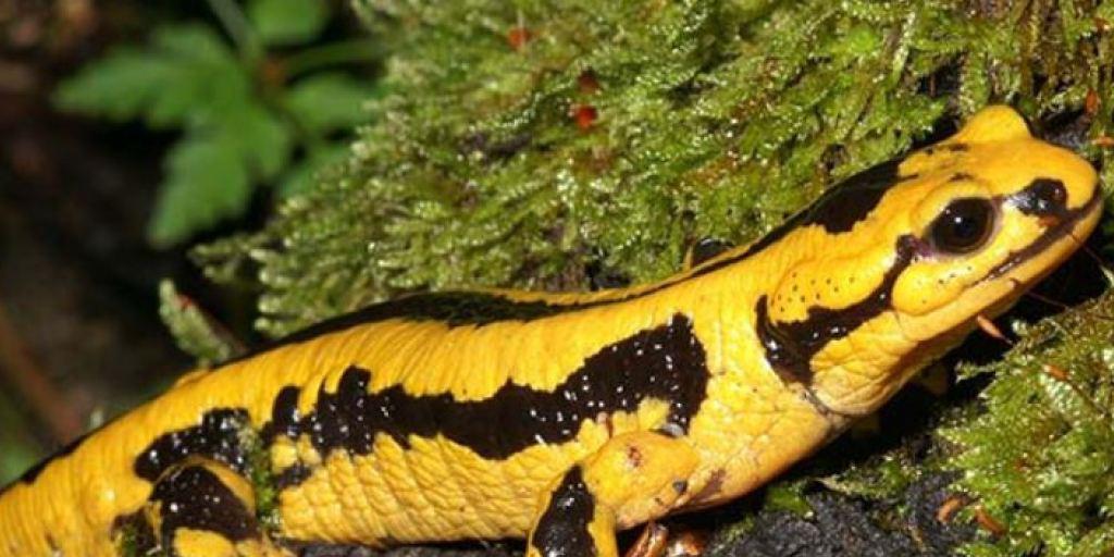 Lurch des Jahres 2016: Der Feuersalamander. Lurch des Jahres 2016: Der Feuersalamander.