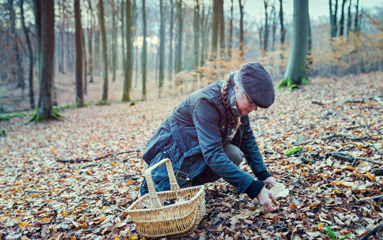 Food Forager looking for hedgehog mushrooms in the forest.