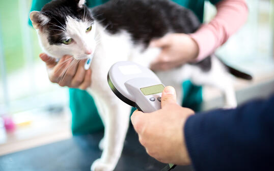 Identifying cat with microchip device