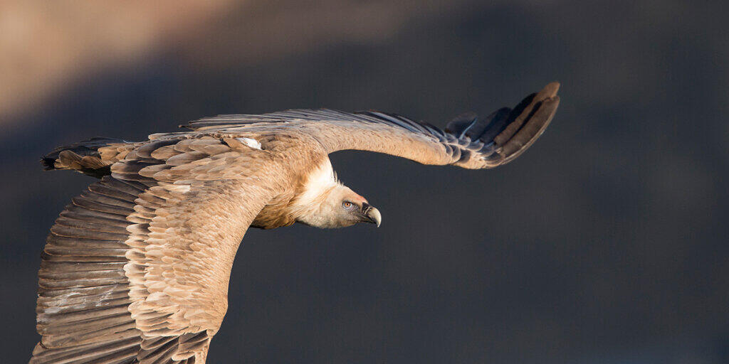 Der Gänsegeier ist mittlerweile ein regelmässiger Sommergast in der Schweiz. Mit bis zu 2,6 Meter Flügelspannweite gehört der Greifvogel zu den grössten Vögeln Europas.