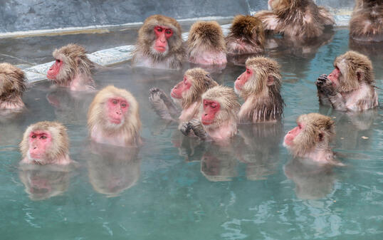 Snow monkeys (Japanese macaque) relaxing  in a hot spring pool (onsen)