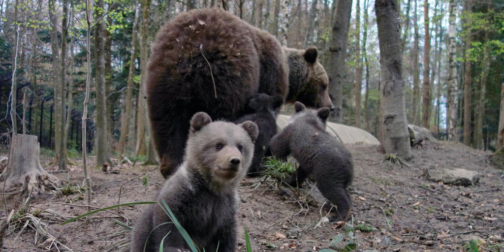 Die drei jungen Braunbären erkunden mit ihrer Mutter die Bärenanlage im Wildnispark Zürich Langenberg.