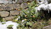 Schnee im Frühling