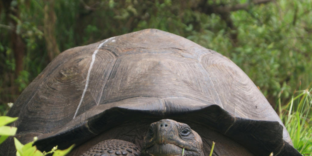 Ein Exemplar der neu entdeckten Spezies von Riesenschildkröten auf den Galapagos-Inseln. Es soll einige hunderte Tiere geben.