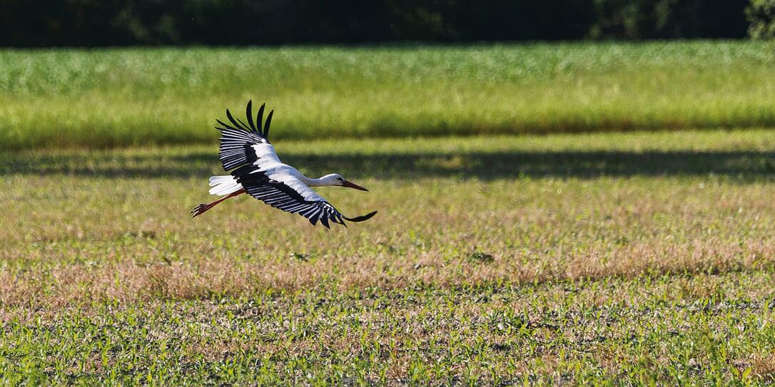 Verein Rheintaler Storch