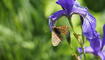 Schmetterling