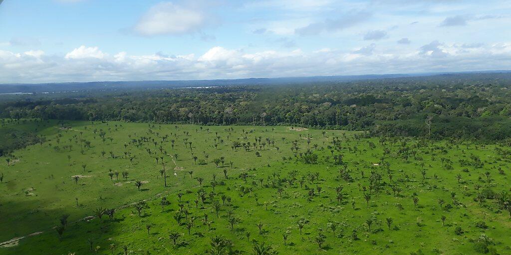 Luftblick auf abgeholzte Fläche des Amazonas. Die Zerstörung im brasilianischen Amazonas-Gebiet nimmt im Schatten der Covid-19-Pandemie dramatisch zu. Foto: Martina Farmbauer/dpa