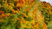 Herbst im Land