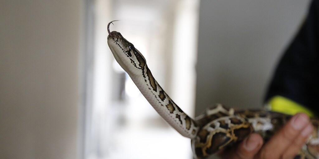 Im Norden Australiens kam es im Oktober gleich zu zwei Zwischenfällen, bei denen Pythonschlangen Menschen würgten. (Symbolbild)