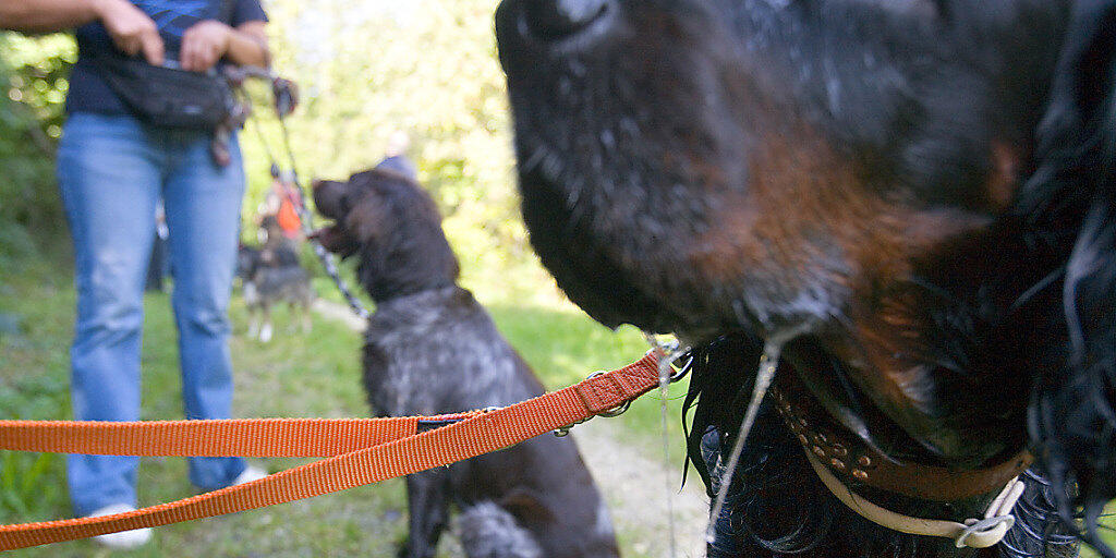 Halter von "grossen und massigen Hunden" werden im Kanton Zürich von der Leine gelassen: Sie müssen keinen Kurs mehr absolvieren. (Archiv)