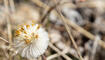 Die Natur in sanften Farben