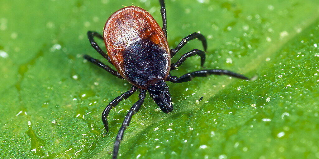 Ein Zeckenweibchen sitzt lauernd auf einem Blatt.