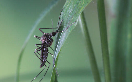 Die Asiatische Buschmücke (Aedes japonicus) ist die in der Stadt Zürich am meisten verbreitete Mückenart. Die Gemeinde Thalwil hat nun als Pilotgemeinde Fallen aufgestellt, um den Bestand zu erheben.