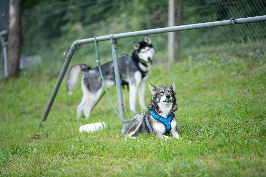 Hundeplausch Balzers (20.06.2026)