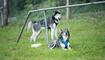 Hundeplausch Balzers (20.06.2026)