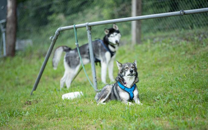 Hundeplausch Balzers (20.06.2026)