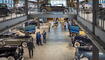 So teuer waren die Rolls-Royce aus Eschen