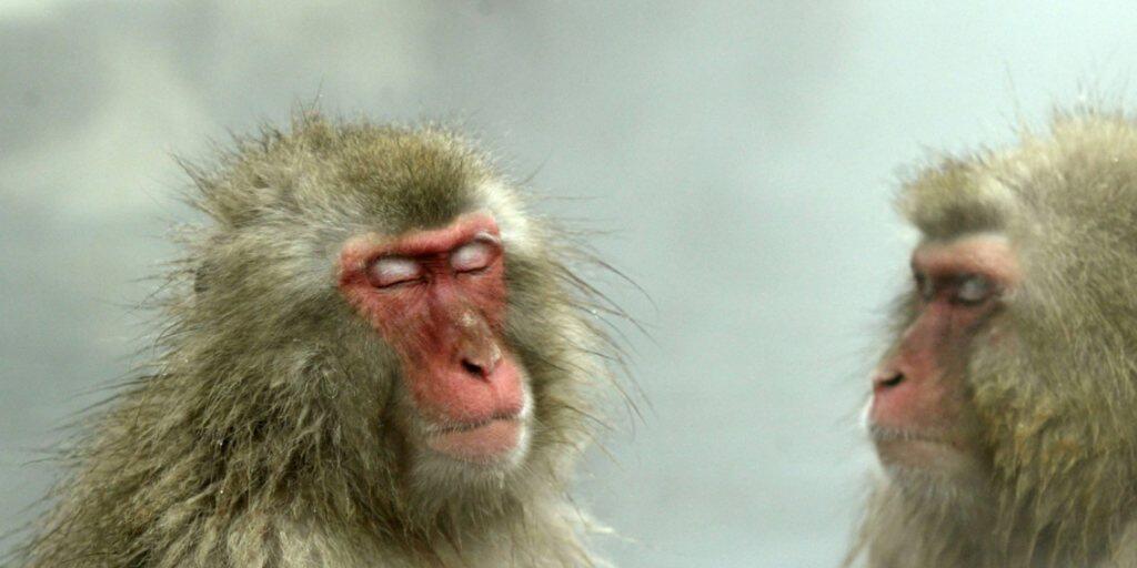 Heisse Bäder sind für Körper und Seele eine Wohltat. Auch Japanische Schneeaffen begeben sich vor allem im Winter gerne ins heisse Naturbad. (Archivbild).