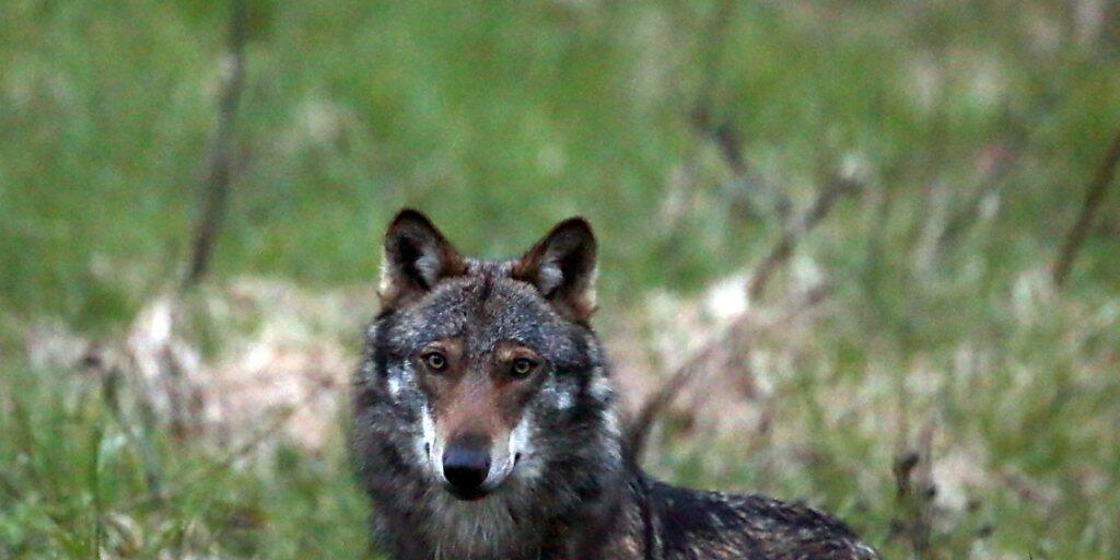 Der Wolf: Berggebiets-Politiker wollen seinen Schutzstatus europaweit senken (Themenbild).