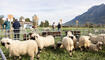 Herbstmarkt mit Schaf- und Gizischau in Sevelen