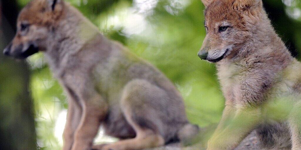 Wolfswelpen kommen meist zwischen Ende April und Anfang Mai in einer Wurfhöhle zur Welt. Im Alter von drei Wochen beginnen sie, die Höhle zu verlassen und ihre Umgebung zu erkunden. (Symbolbild)