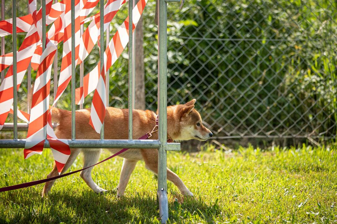 Hundeplausch Balzers (20.06.2026)