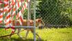 Hundeplausch Balzers (20.06.2026)