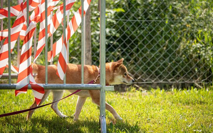Hundeplausch Balzers (20.06.2026)