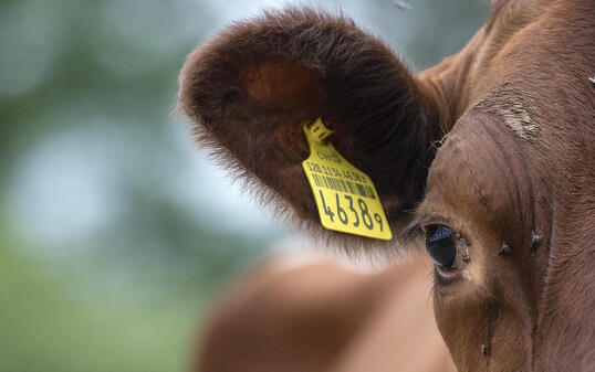 Einer Kuh wurde auf einem Bauernhof in Liechtenstein vor laufender Kamera ein Nagel in den Schädel geschlagen. (Symbolbild)
