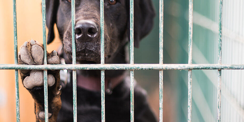 Auch wenn der Hundeblick das Herz erweicht, ist Vorsicht geboten: Wer Tiere aus dem Ausland in die Schweiz bringen will, muss sich vorab informieren. Ansonsten besteht die Gefahr, die Gesundheit der hiesigen Tiere zu gefährden. (Symbolbild)
