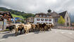 Alpabfahrt Alpgenossenschaft Gritsch Schaan