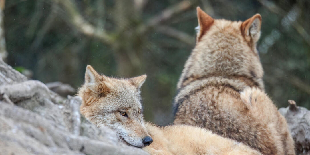 wolf is resting in a pack wolf is resting in a pack