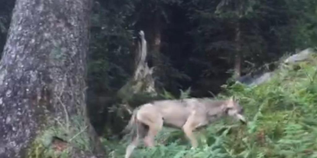 Der erste Bildnachweis eines Wolfes im Glarnerland seit Mitte der 1990er Jahre.