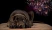 Hund Feuerwerk