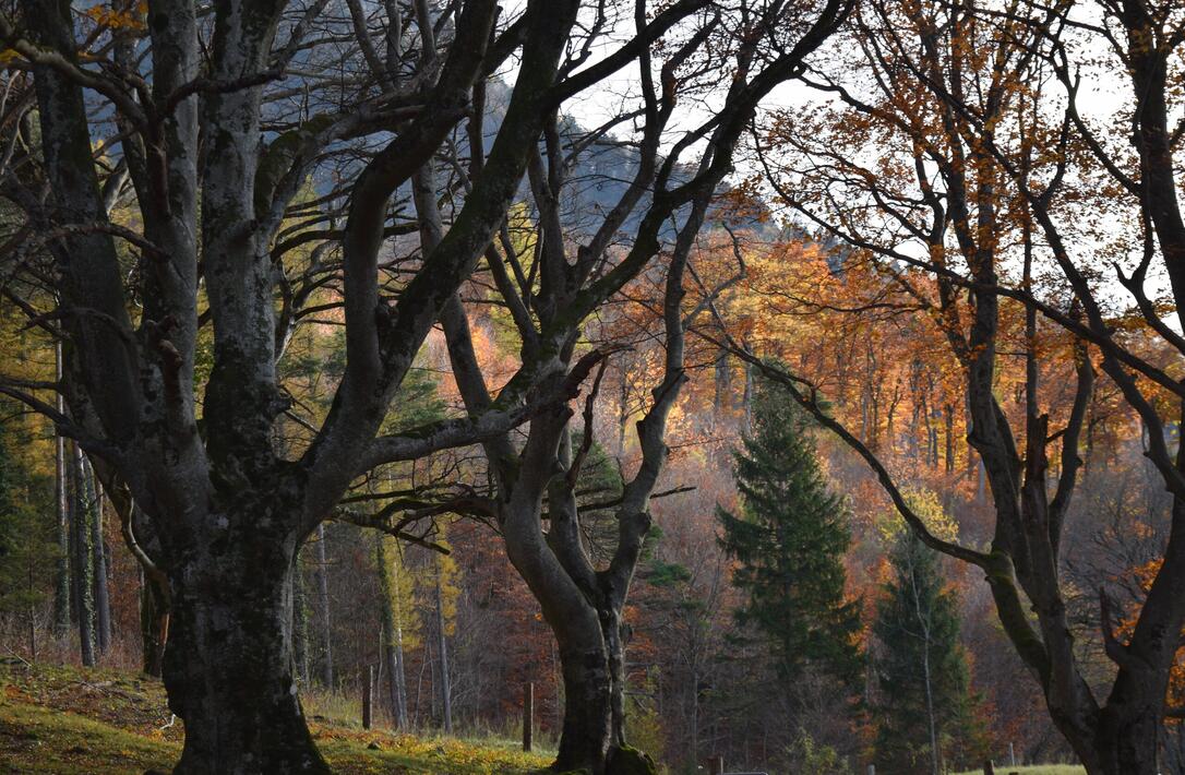 #näherdran-Fotowettbewerb Balzers