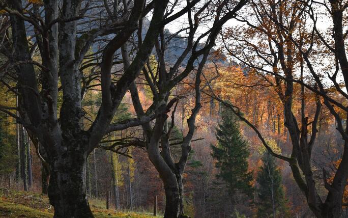 #näherdran-Fotowettbewerb Balzers