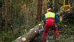 Sturmschaden im Wald