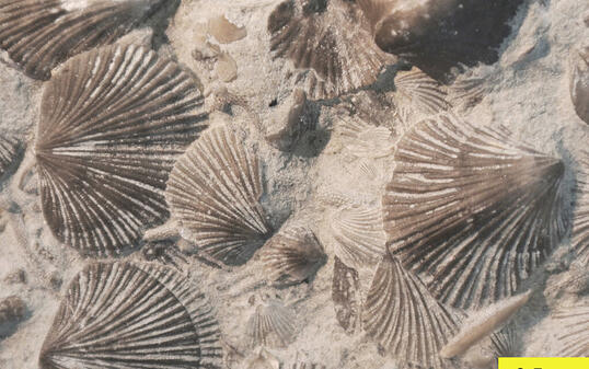 Durch die Bor-Isotopen-Analyse der Schalen von solchen Brachiopoden konnten Forscher rekonstruieren, was vor 250 Millionen Jahren zum grössten Massenaussterben der Erdgeschichte führte (Wikicommons).