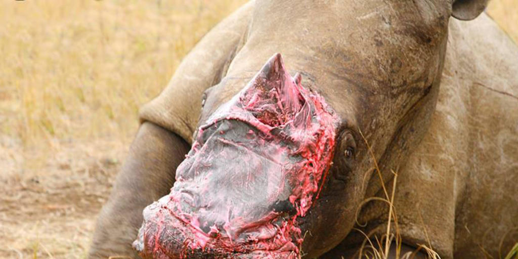 Ein Stück Elefant auf der Nase: Hauttransplantation bei Rhinozeros in Südafrika