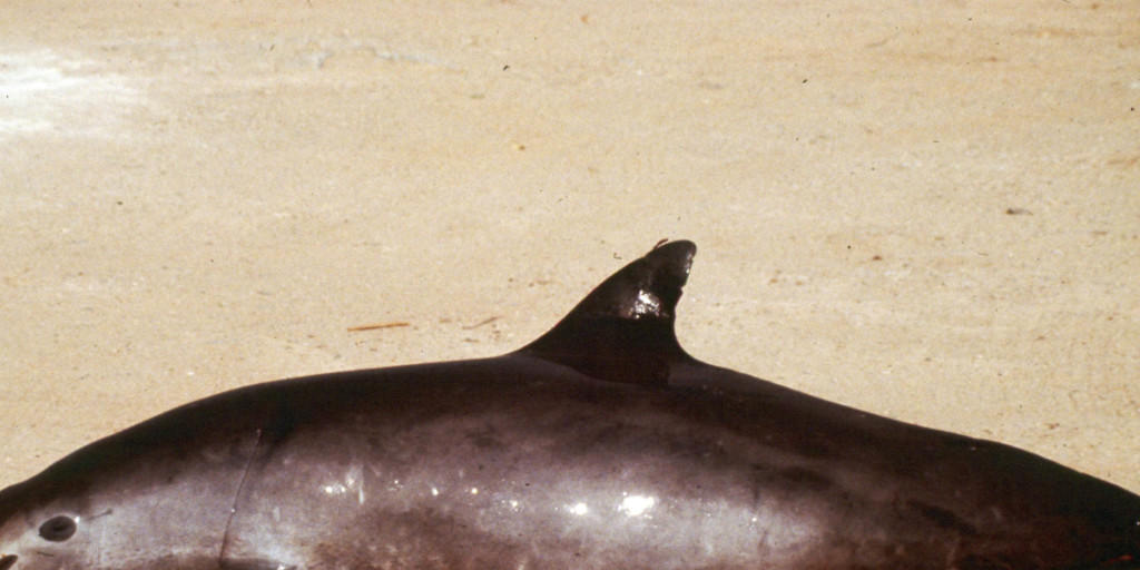 Dieses Foto von Proyecto Vaquita zeigt einen toten kalifornischen Schweinswal: Ohne Gegenmassnahmen wird die kleinste Meeressäugetierart der Welt voraussichtlich bis 2022 ausgestorben sein. (Archiv)