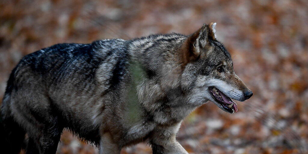 Genetische Untersuchen zeigen: Es war ein Wolf, der Ende November im thurgauischen Berg mehrere Schafe riss und verletzte (Archivbild)