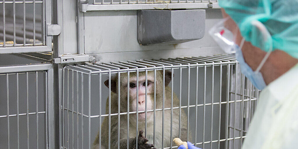 Ein Makake in einem Labor in Deutschland, in welchem zu Forschungszwecken Tierversuche durchgeführt werden. In der Schweiz fordert eine Initiative ein Verbot von Tierversuchen. (Archivbild)