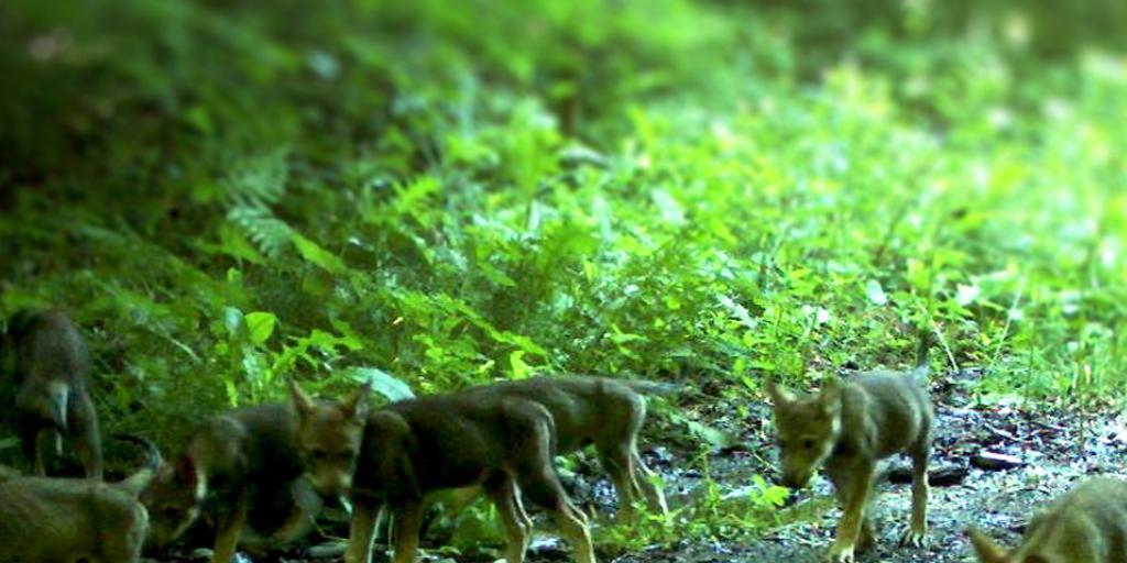 Ganzes Wolfsrudel unterwegs: die Calanda-Wölfe haben zum sechsten Mal in Folge Junge bekommen.