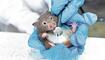 Hands in blue medical gloves hold a gray mouse or a hamster. A doctor listens to a mouse with a stethoscope.Veterinary medicine, research, diagnostics